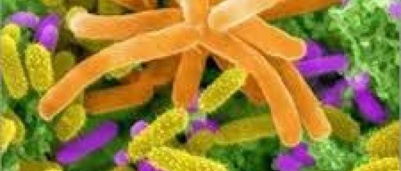 Global Feed + Aquafeed Market