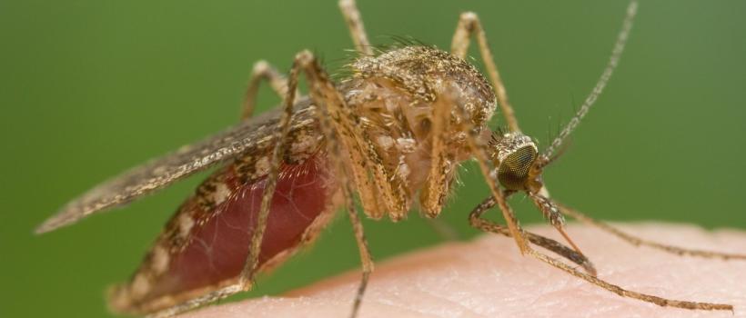 global flea, tick, and heartworm products 
