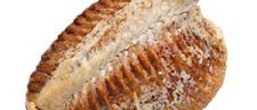 Global Insect Feed Market