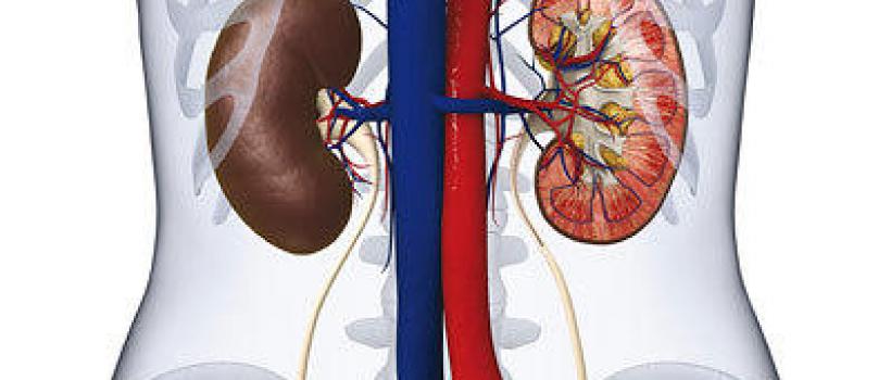 Global Kidney/Renal Function Test Market