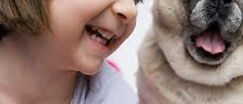 Global Pet Insurance Market