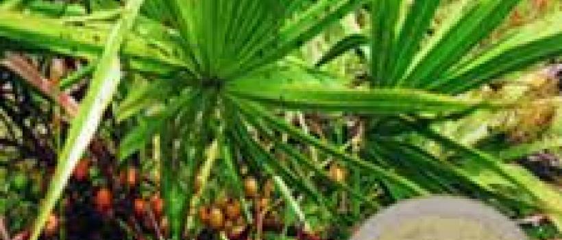 Global Saw Palmetto Extracts Market