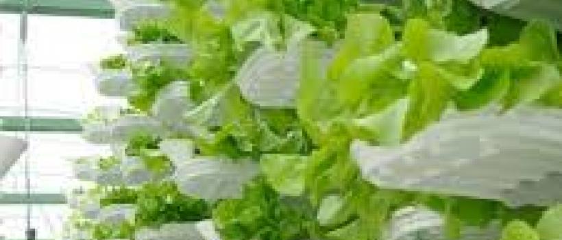 Global Vertical Farming Market