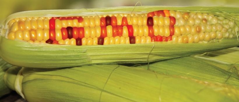 Global GMO Crops Market