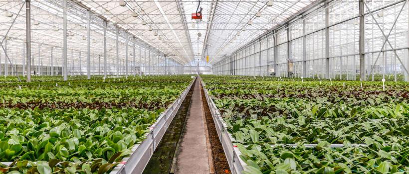 Greenhouse Horticulture Market