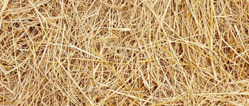 Hay Market | Market Data Forecast 