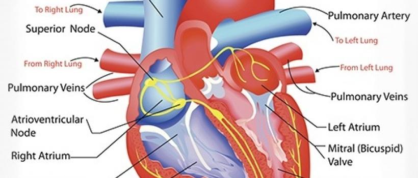 Congestive heart failure cure