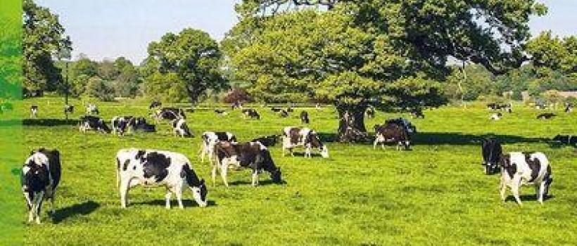 Middle East And Africa Dairy Herd Management Market