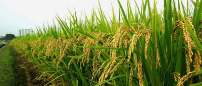 Middle-East And Africa Hybrid Rice Seeds Market
