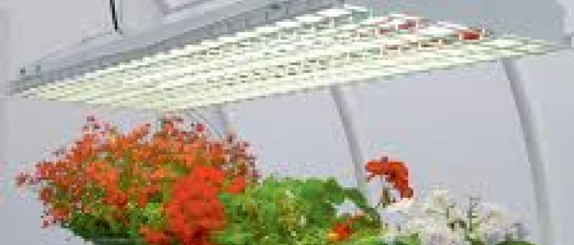 Indoor Plant Lighting