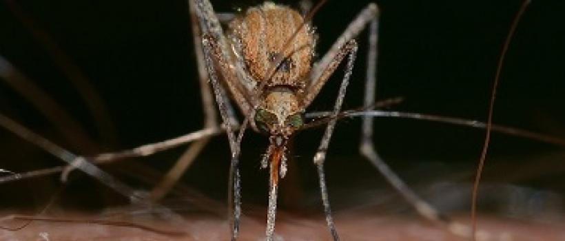 Mosquito Market
