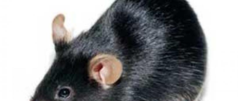Knock out Mice Model