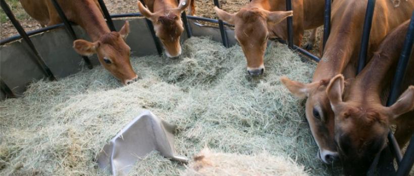 Livestock Enzymes Market 2019-2024