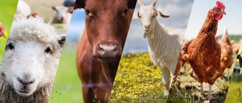 Livestock Pharmaceuticals Market