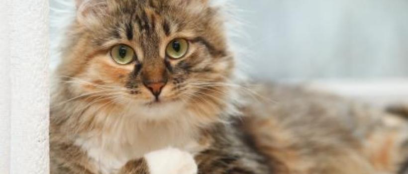 Long Haired Cat