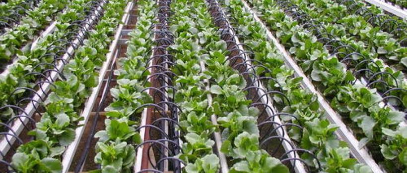 Micro Irrigation Systems Market 2020