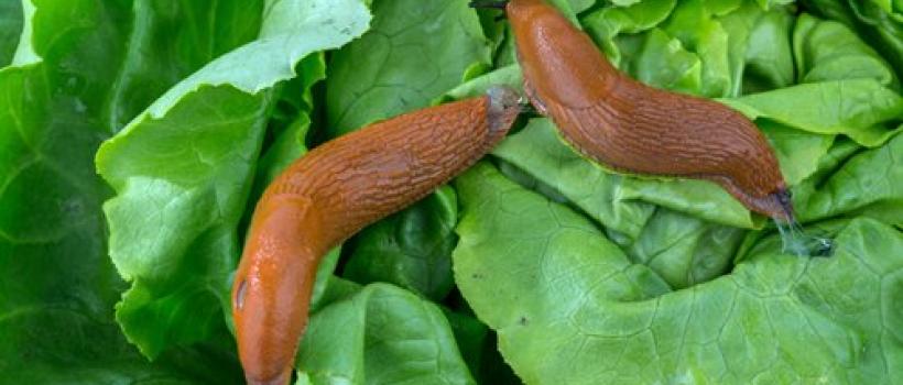 Molluscicides Market Forecast Report (2019-2024)
