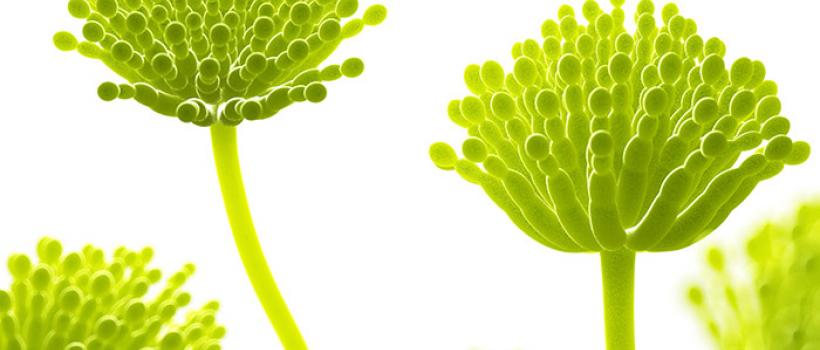 Mycotoxin Testing Market