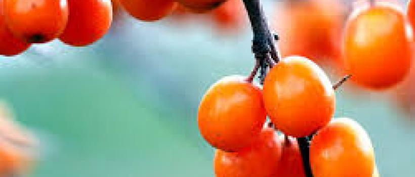 Omega 7 Palmitoleic Acid Market 