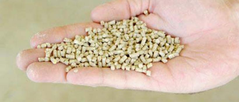 Organic Feed Additive Market 2024 