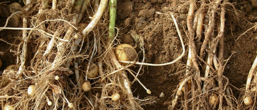 Global Nematicides Market