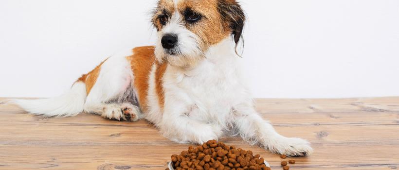 Pet Food Market 2020-2025