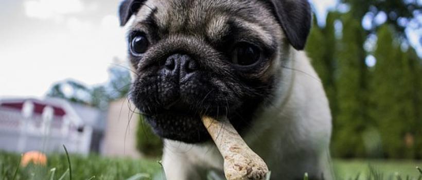 Pet Food Manufacturing Market 