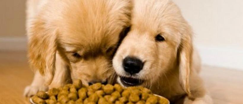 North America Pet Food Market 2025