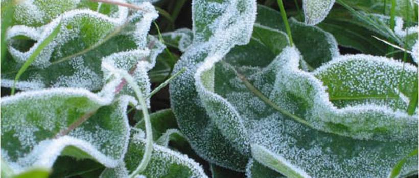 Plant Antifreeze