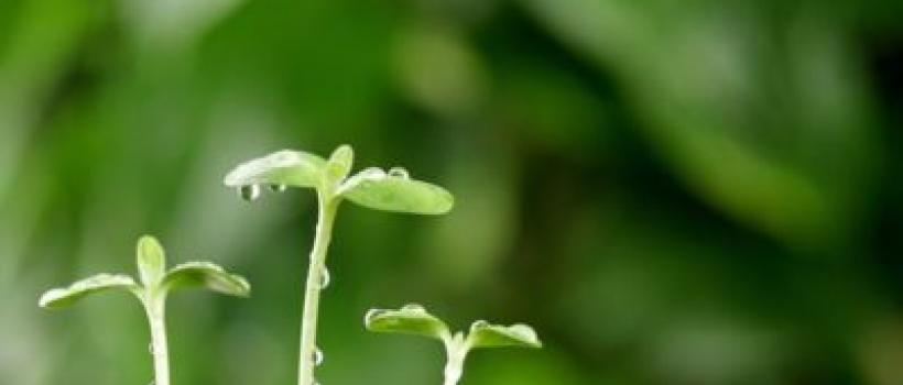 Plant Growth Regulators Market