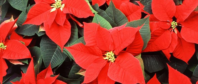 Poinsettia flower