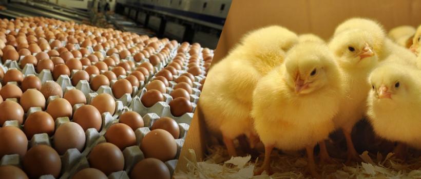 Poultry Feed Premix Market 2024
