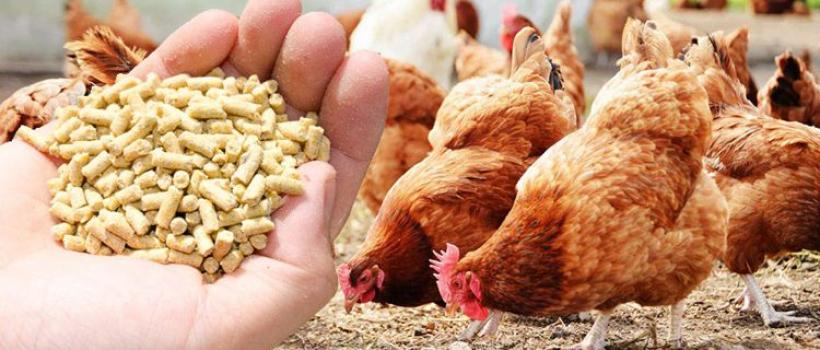 Poultry Feed Market