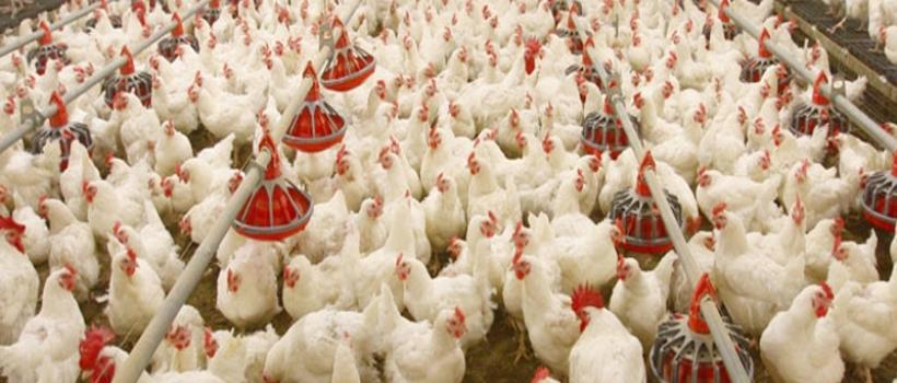 Indian Poultry Market