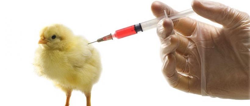 Poultry Vaccines market
