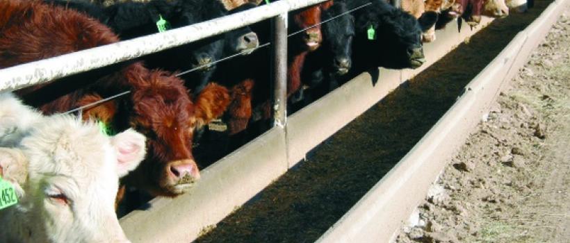 Probiotics In Animal Feed Market  