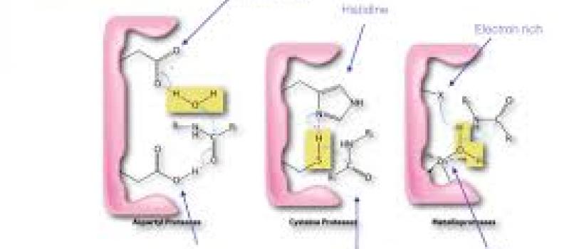Protease market
