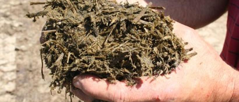 Global Silage Inoculant Market 