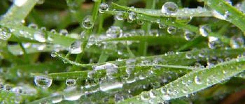 Silage Additives Market 2024