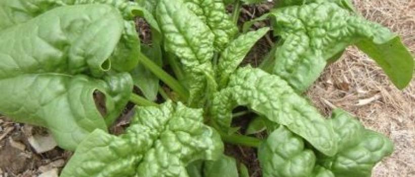 Spinach Seeds Market Trends & Forecast 2024