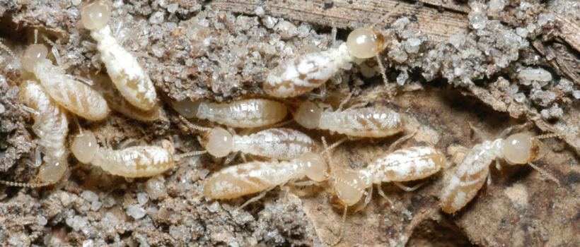 Middle East And Africa Termite Control Market 