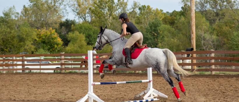 training horses