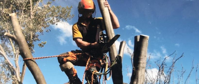 Tree Removal Melbourne
