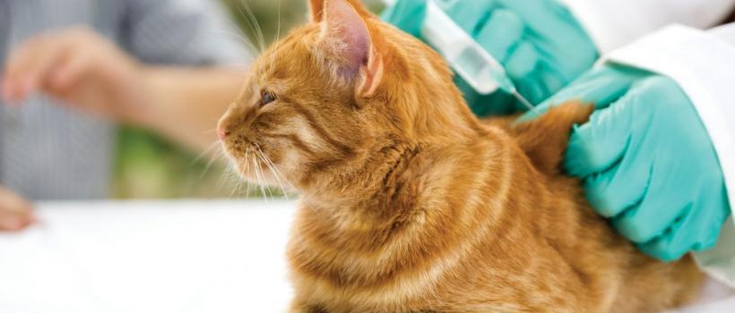 Europe Veterinary vaccines Market