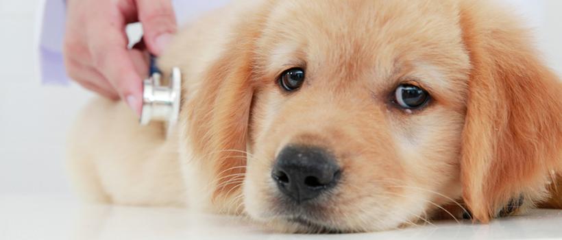 Veterinary Diagnostics Market Growth Rates 2023