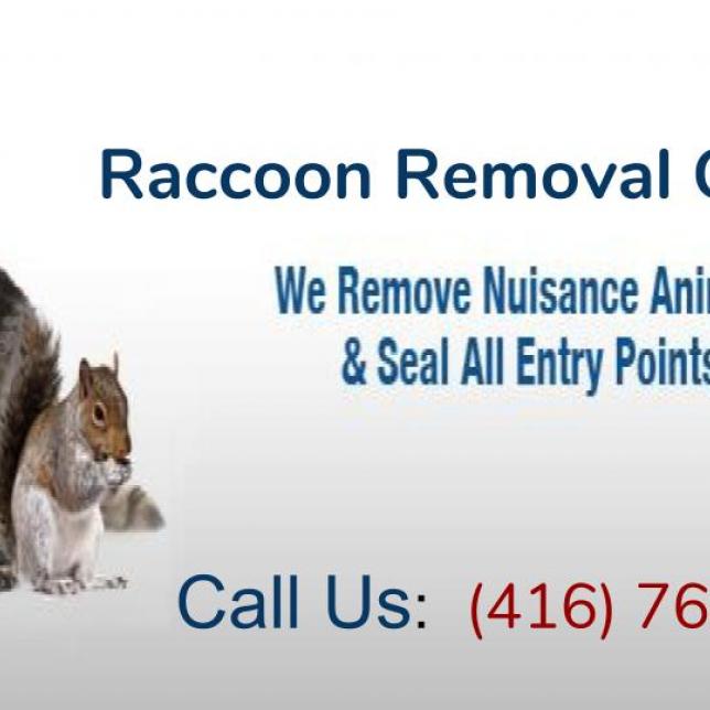 Raccoon Removal Oshawa
