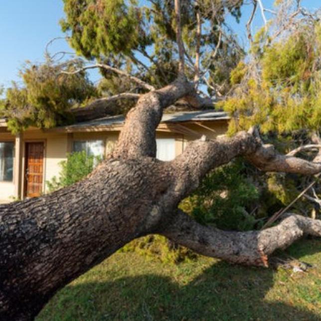 tree uprooted and fallen on home causing damage and need for emergency roof repairs