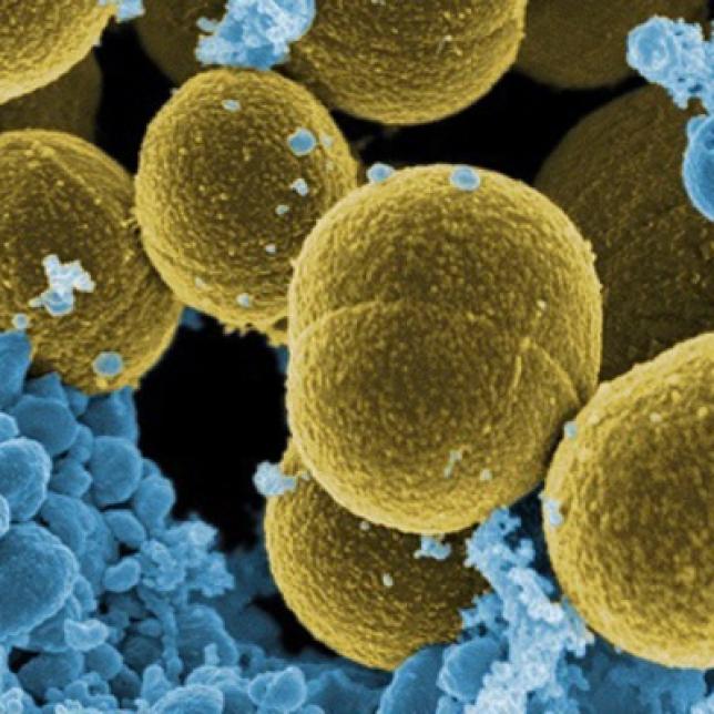 global bioadhesive market 