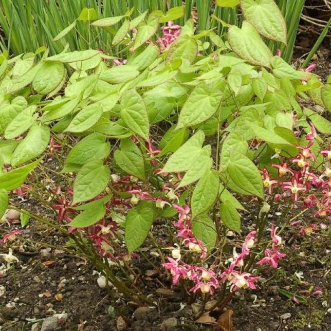 https://www.healthycliq.com/horny-goat-weed/