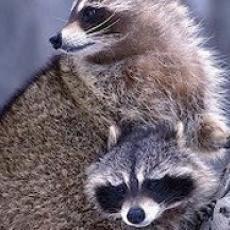Raccoon Removal Etobicoke